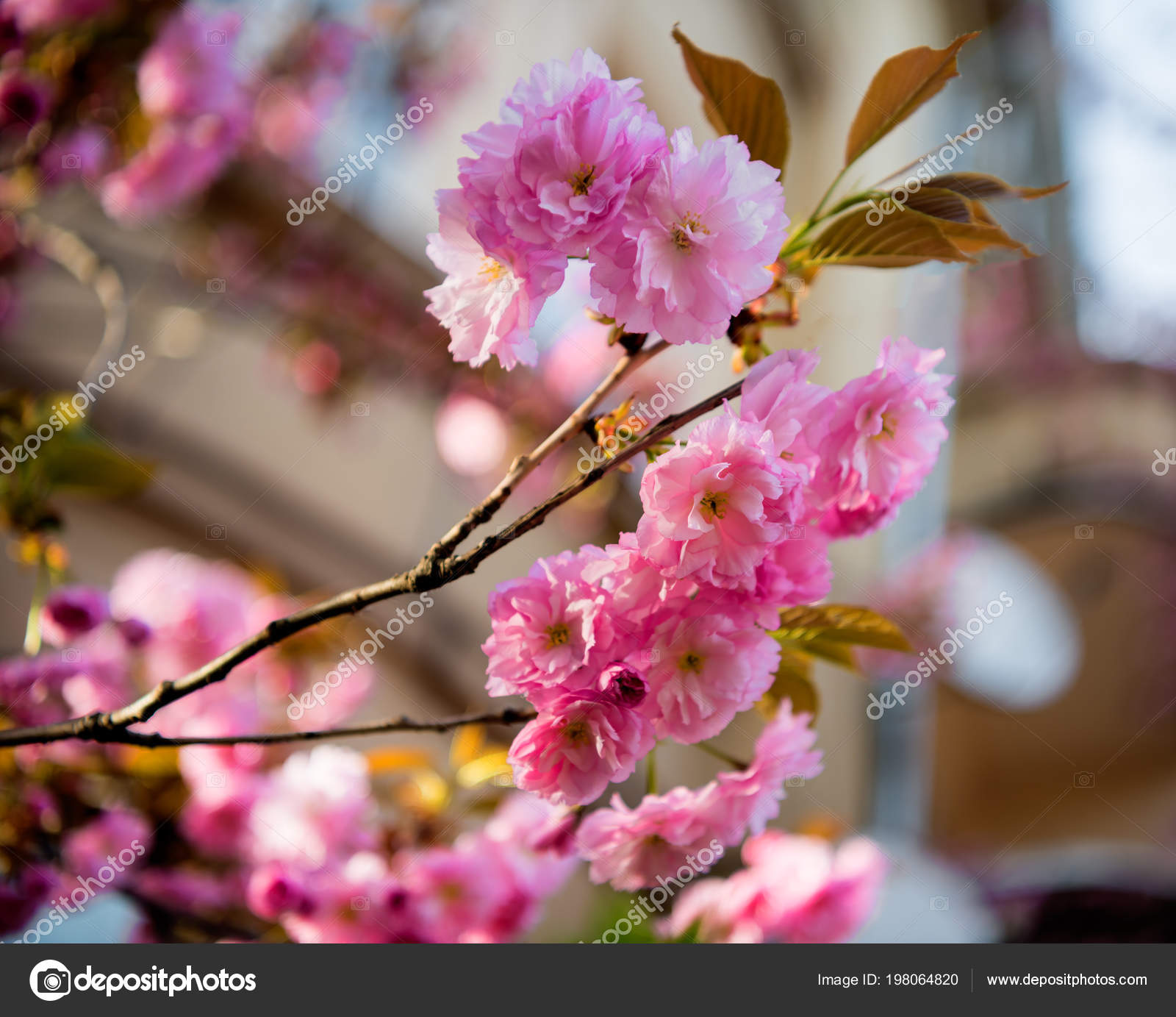 Pictures Japanese Cherry Trees Pink Japanese Cherry Tree