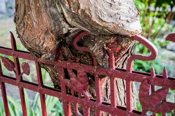 Old Rusty Fence Close — Stock Photo, Image