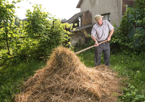 Hombre Agricultor Convierte Heno Con Tenedor Heno Jardín —  Fotos de Stock