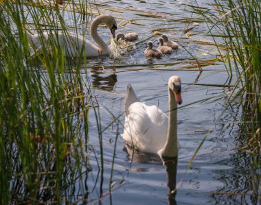 Kuğular üzerinde bulrush çalılıkları gölde. Kuğu yavrular ile ailesi. Kızlarla kuğu