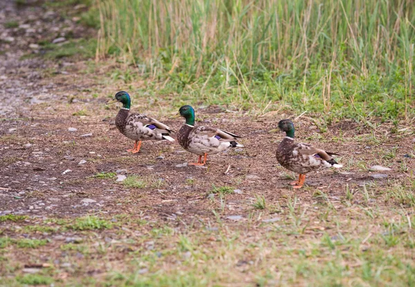 Άγρια Mallard Πάπιες Κοντά Στον Ποταμό Στο Συστάδες Μπαμπού — Φωτογραφία Αρχείου