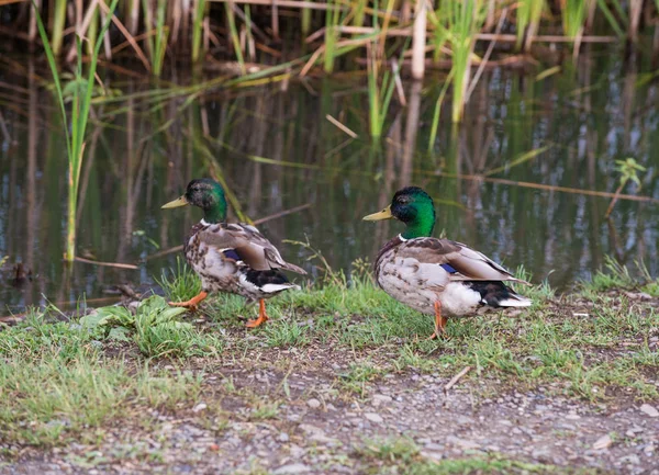 Άγρια Mallard Πάπιες Κοντά Στον Ποταμό Στο Συστάδες Μπαμπού — Φωτογραφία Αρχείου