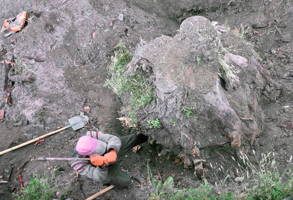 Ouvrier Déterrait Des Souches Arbres Des Racines Dans Ville — Photo