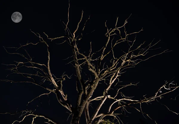 Silhouette Albero Secco Contro Cielo Notturno Luna Luminosa Bellissimo Paesaggio — Foto Stock