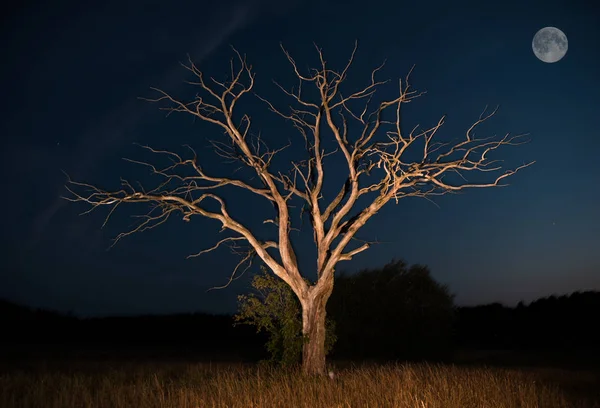 Silhouettes of dry tree against night sky and bright moon, beautiful landscape with full moon in the night sky.  Outdoors at nighttime