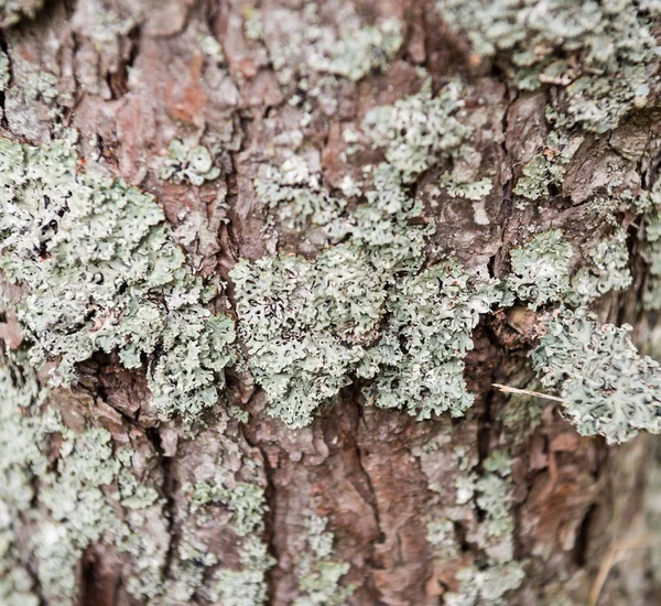 Suche Drzewa Kora Tekstura Tło Drewniane Naturalnego Tła — Zdjęcie stockowe