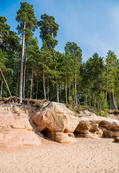 Letonya Baltık Denizi Kıyısında Arka Plan Üzerinde Çam Ağaçları Ile — Stok fotoğraf