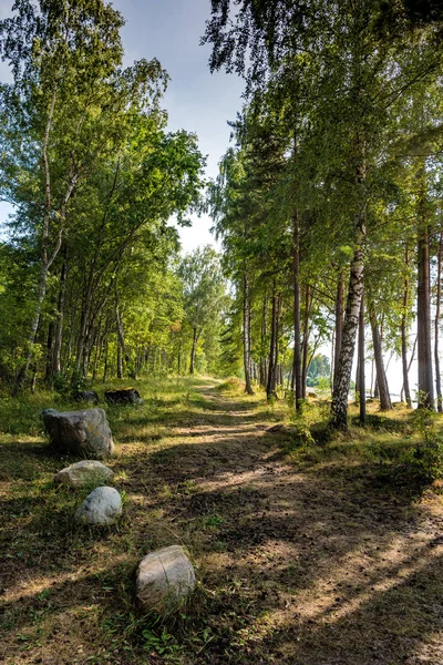 Birch Forest Summer Landscape Rural Road Sunlight Small Forest Path — Stock Photo, Image