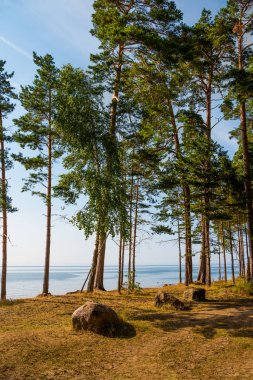 Letonya Baltık Denizi kıyısında. Tipik Baltık plaj manzara