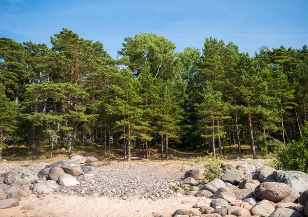 Baltic Sea Shore Latvia Sand Dunes Pine Trees Background Typical — Stock Photo, Image