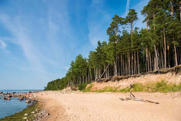 ラトビアのバルト海の海岸 背景の松の木の砂丘 典型的なバルト海のビーチ風景 — ストック写真