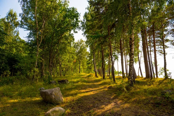 Летний Пейзаж Березового Леса Сельская Дорога Солнечный Свет Маленькая Лесная — стоковое фото