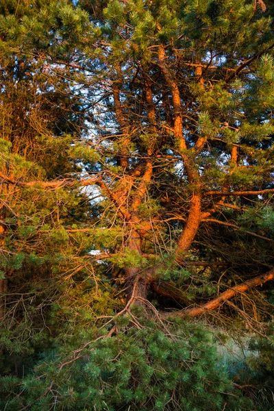 일몰의 광선에 소나무 클래식 풍경입니다 야생의 — 스톡 사진
