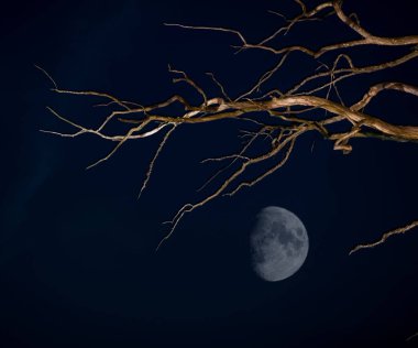 Gece gökyüzü ve parlak ay, gece gökyüzünde dolunay ile güzel manzara karşı kuru ağaç siluetleri. Geceleyin açık havada