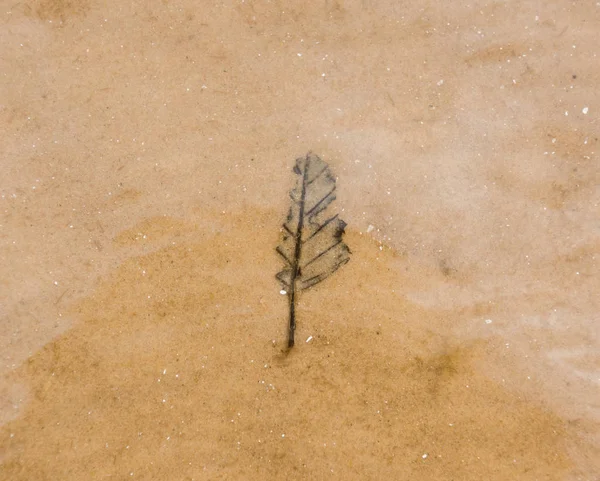 Trockenes Baumblatt Sand Unter Wasser Sand Hintergrund Textur — Stockfoto