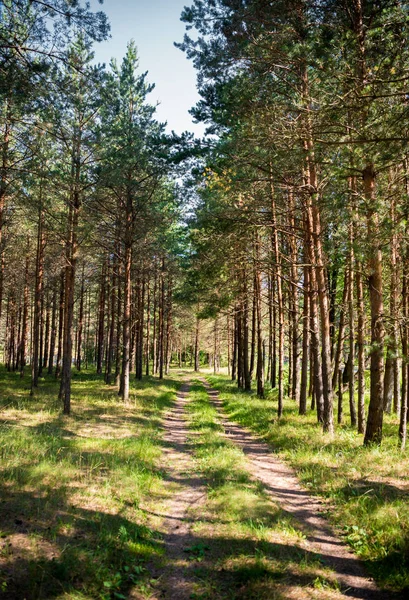 Beautiful Landscape Path Pine Forest Summer Sunny Day — Stock Photo, Image