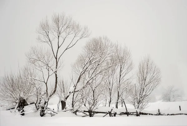 Hermoso Paisaje Invernal Con Árboles Cubiertos Nieve Las Montañas Cárpatos —  Fotos de Stock