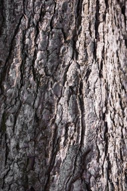 Kuru ağaç kabuğu doku arka plan. Kabuk dokusu