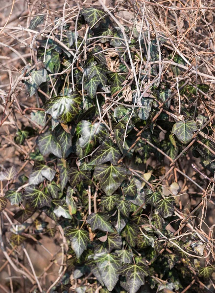 Sfondo Verde Ivy Sfondo Parete Foglie Verdi — Foto Stock