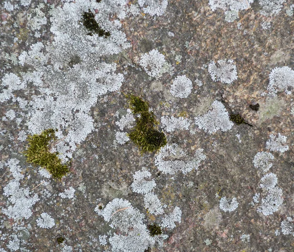 Steenoppervlak bedekt met mos — Stockfoto