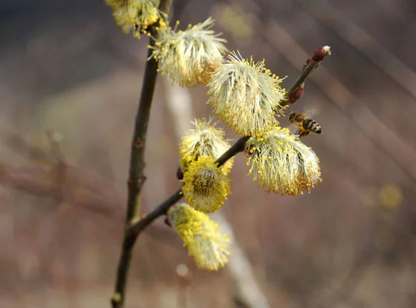 Baharda kavak çiçekli catkins — Stok fotoğraf