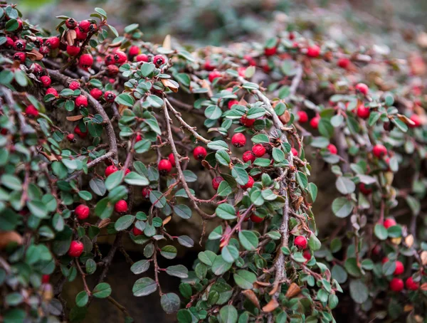 Vörös bogyós gyümölcsök (Cotoneaster Henye) — Stock Fotó