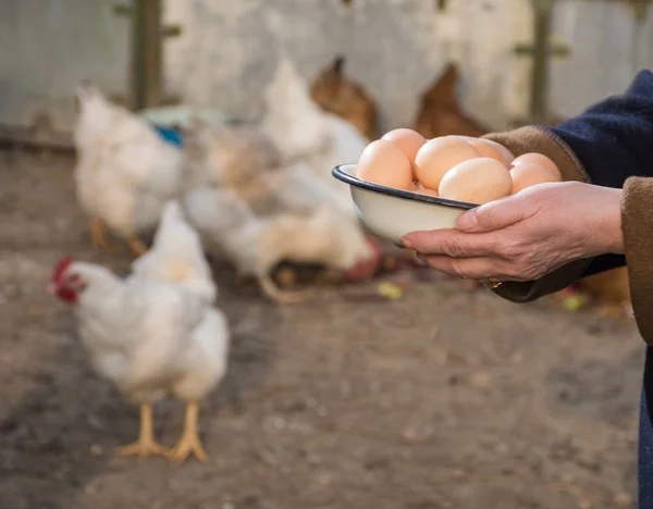 Mujer agricultora sosteniendo huevos ecológicos frescos —  Fotos de Stock