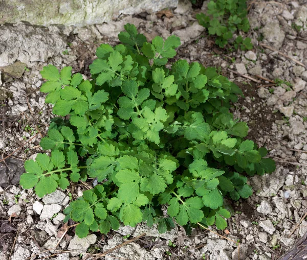 Young leaves of the plant celandine ((lat. Chelidonium) in the g — Stock Photo, Image