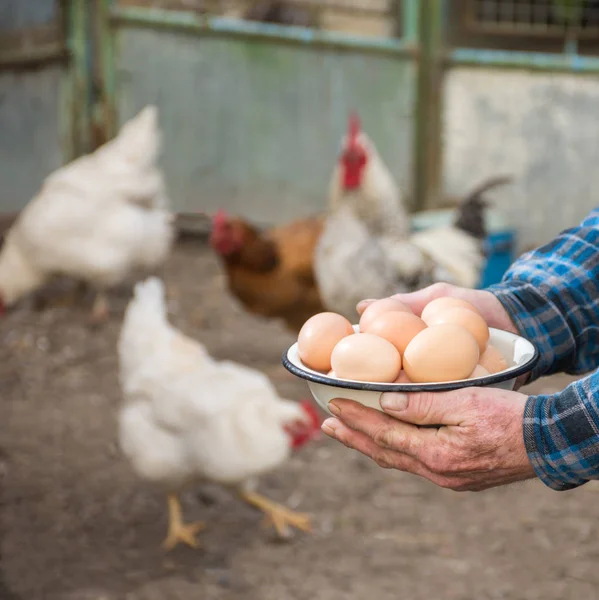 Agricultor que posee huevos ecológicos frescos — Foto de Stock