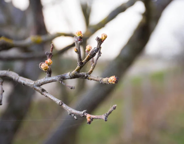 Brindilles de coing avec premiers bourgeons — Photo