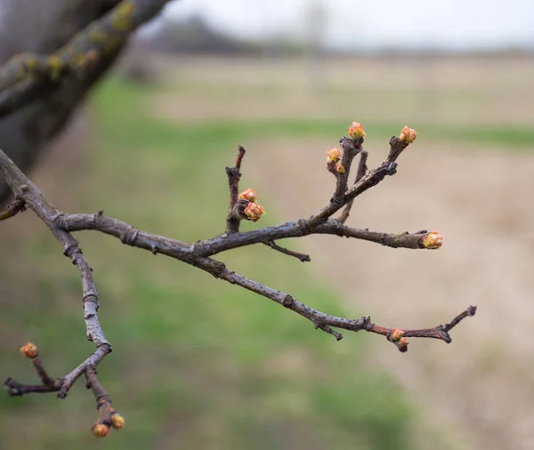 Quittenzweige mit ersten Knospen — Stockfoto