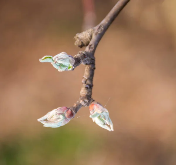 Appelboom takjes met eerste toppen — Stockfoto