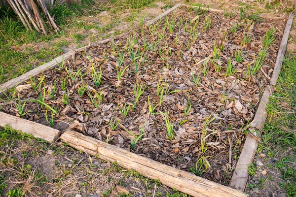Młode zielone kiełki czosnku w ogrodzie — Zdjęcie stockowe