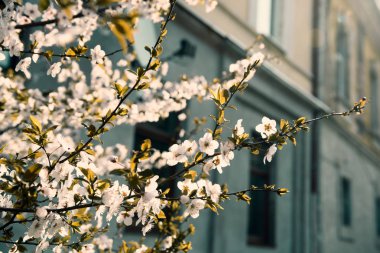  Bahar aylarında ağaçta erken bahar çiçekleri