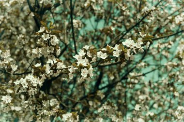 Şehirde ağacın çiçeklenme dalı