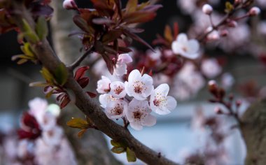 Şehirde ağacın çiçeklenme dalı