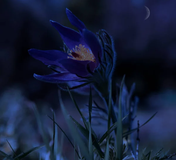 Pasque flower (Pulsatilla patens) in the garden at night — Stock Photo, Image