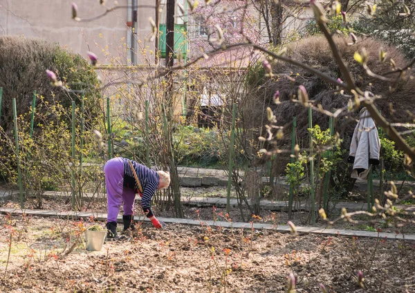 Donna contadina che lavora in giardino — Foto Stock