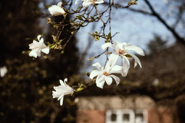 Blommande magnolia träd med vita blommor i trädgården — Stockfoto
