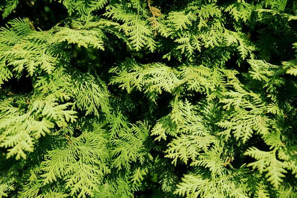 Yeşil mazı dalları. Thuja doğal arka plan — Stok fotoğraf