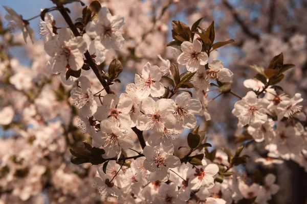 Blooming trees in spring. Early spring  flowers on tree — Stock Photo, Image