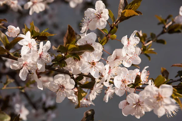 Blooming trees in spring. Early spring  flowers on tree — Stock Photo, Image