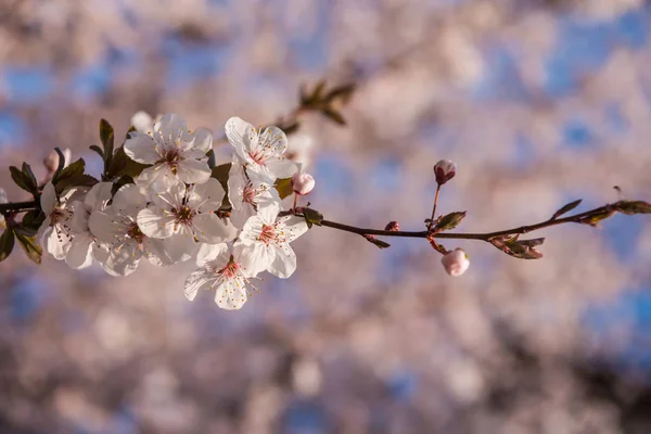 Baharda çiçek açan ağaçlar. Ağaçta erken bahar çiçekleri — Stok fotoğraf