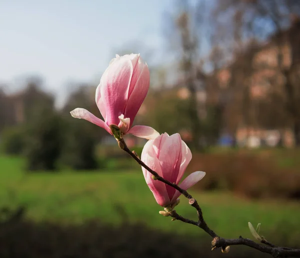 Blossoming magnolia flowers in spring time — Stock Photo, Image