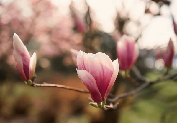 Blossoming magnolia flowers in spring time — Stock Photo, Image