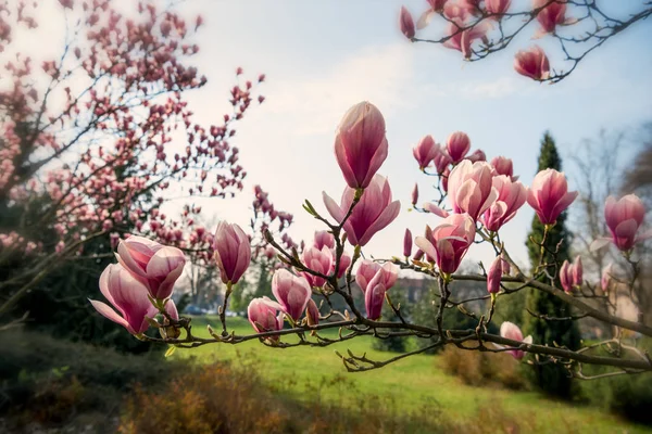 Blommande magnolia blommor i vår tid — Stockfoto