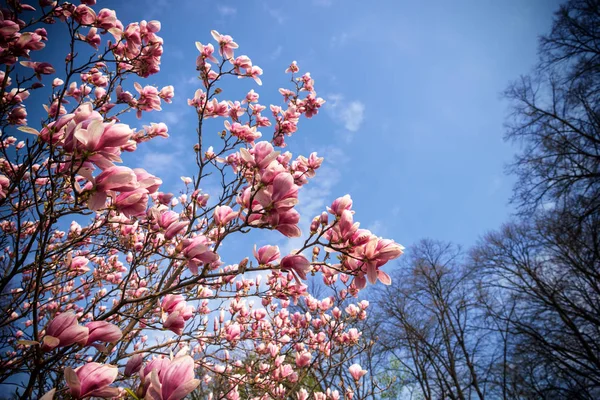 Blommande magnolia blommor i vår tid — Stockfoto