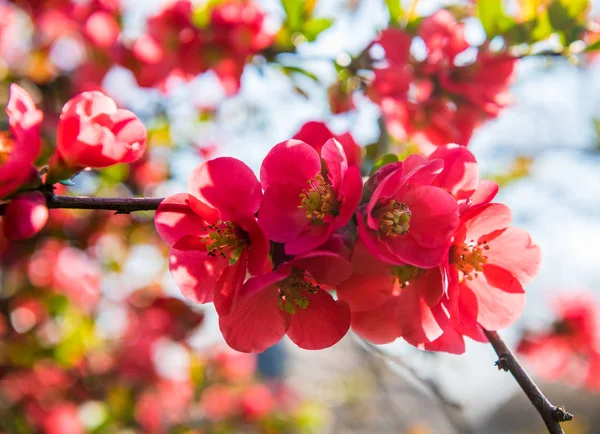 Fleurs de coing japonaises. Chaenomeles, petites fleurs rouges en sprin — Photo