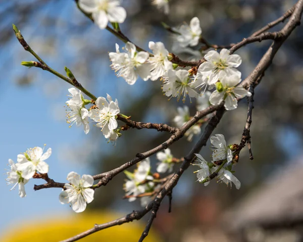 Blooming tree with white flowers in spring. Springtime — Stock Photo, Image