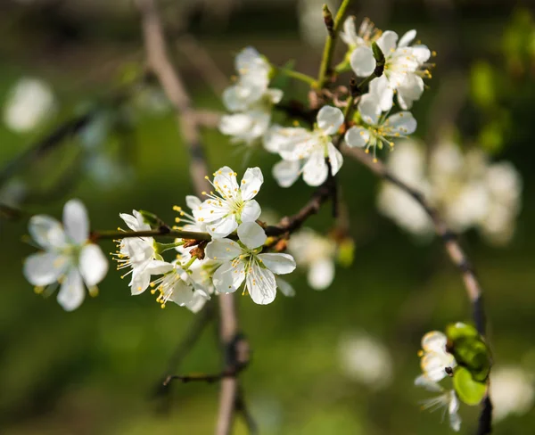 Blooming tree with white flowers in spring. Springtime — Stock Photo, Image